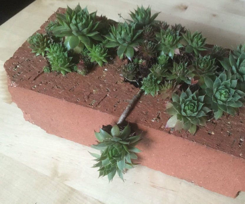 Houseleek Brick
