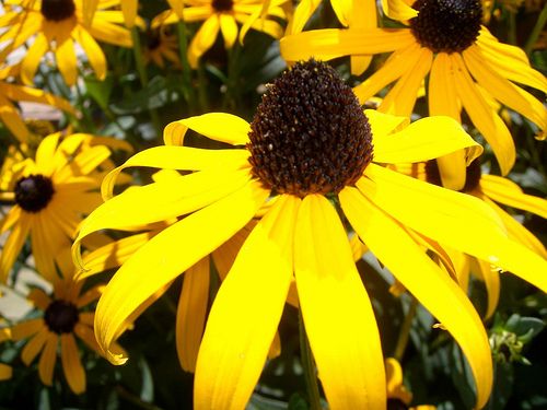 Yellow Sunshine Flower