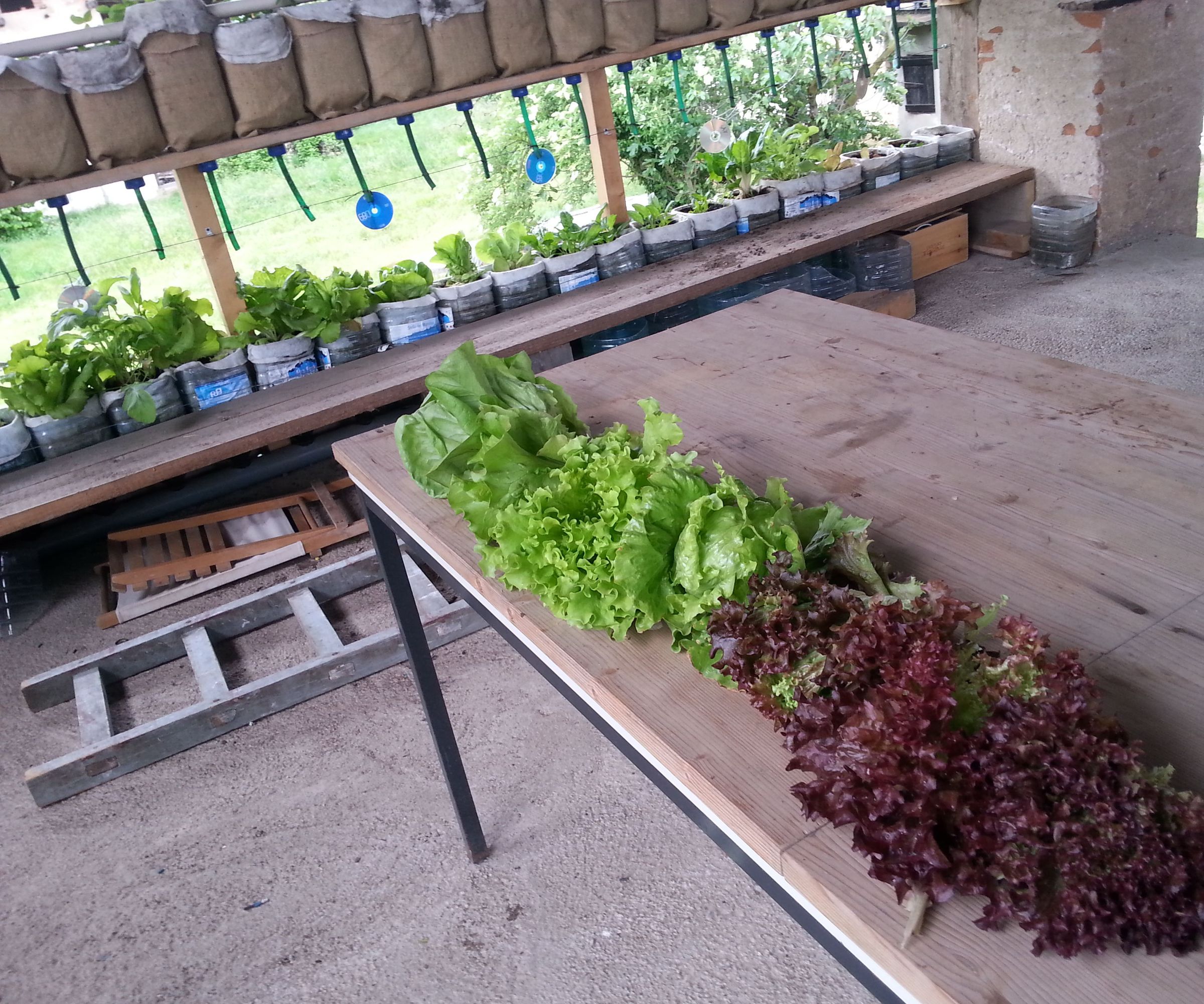 Nook Garden - Self Watering System (+ April Update)