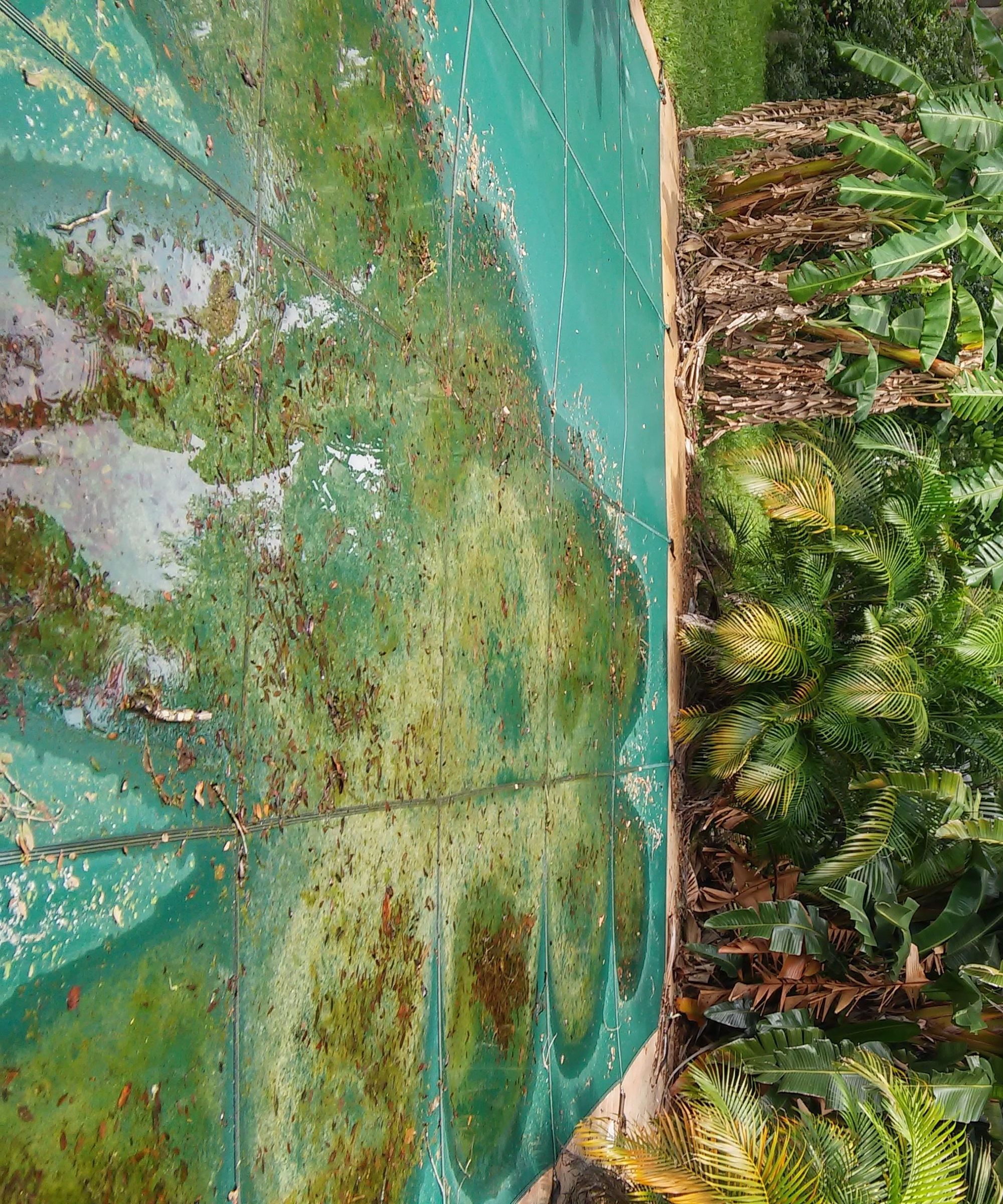  Pool Cleaning Project