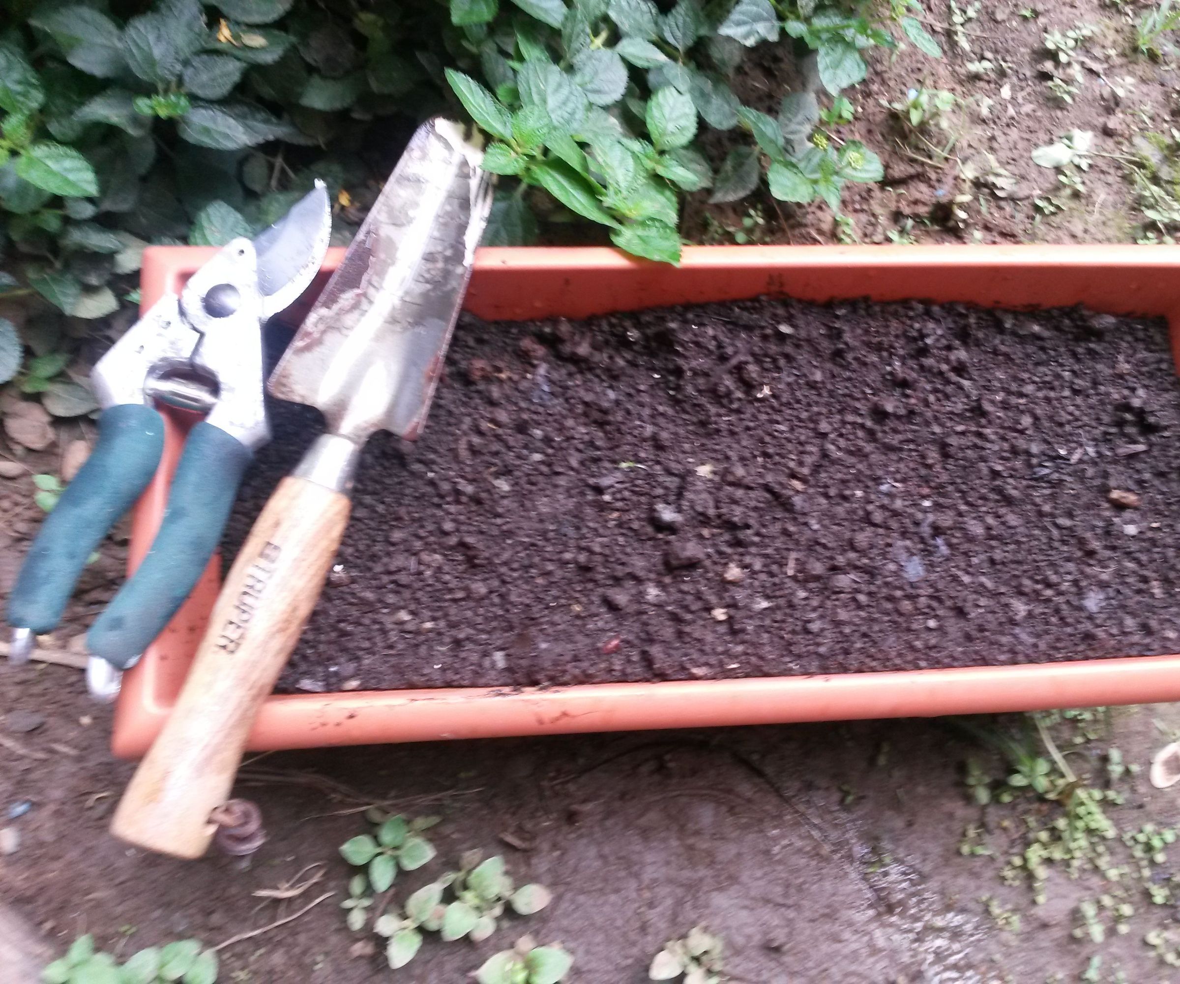 Reproducción De Plantas Por Estacas