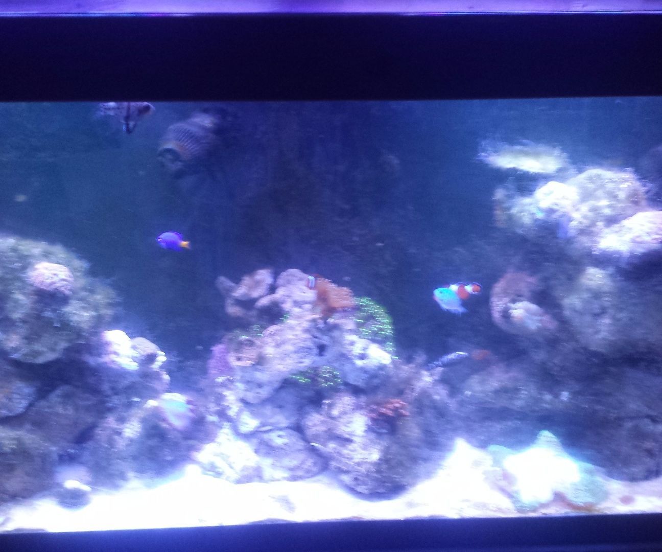 Easy and Cheap Aquarium Moonlights 