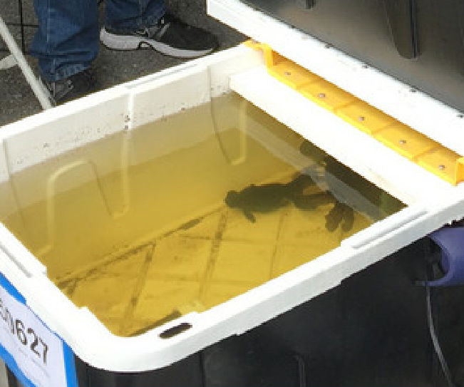 FISH TANK -- Part of Aquaponic Balcony Garden