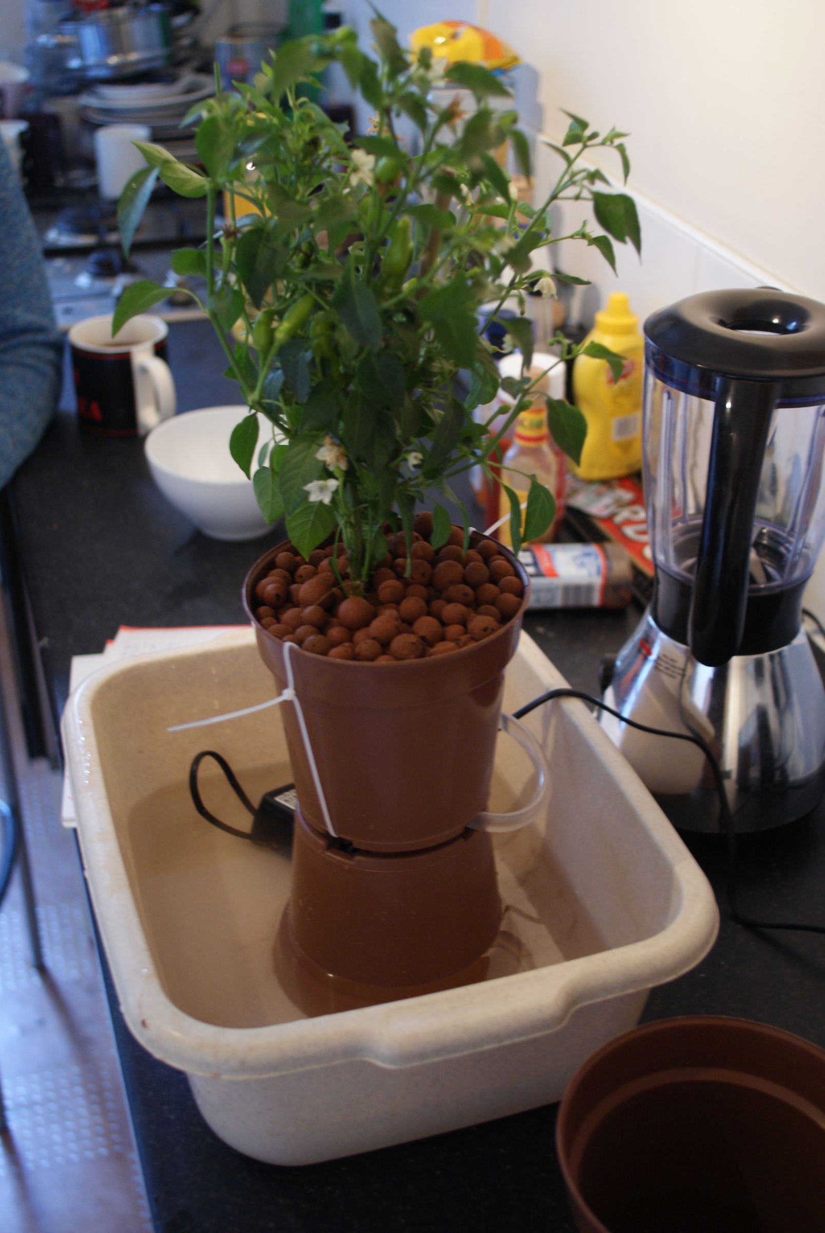 Hydroponic Drip Growing Starter Kit (featuring Chillies)
