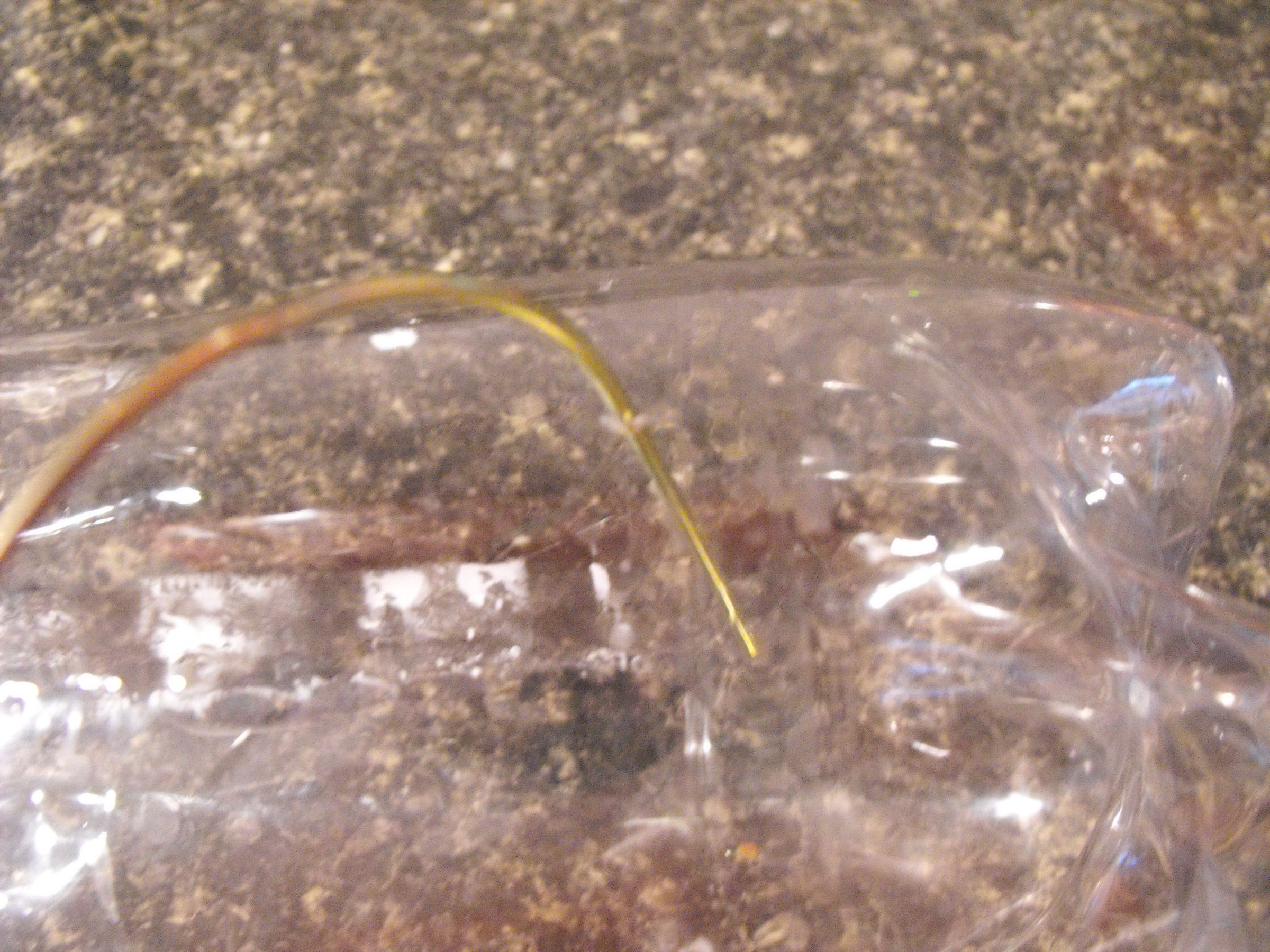 How to Make a Minnow Trap Out of Soda Bottles 6 Steps (with Pictures