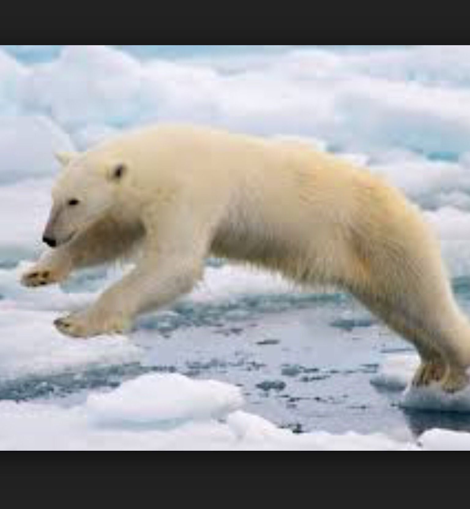 Polarbears106