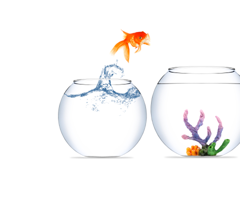 Kentico to WordPress Migration. All-the-Way Guidance