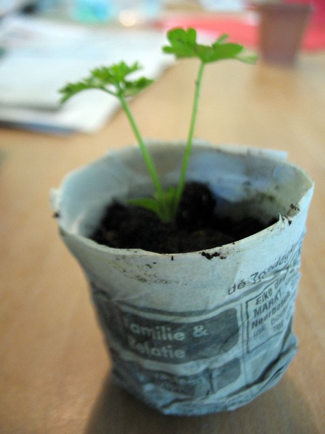 Newspaper planting pots; my version.