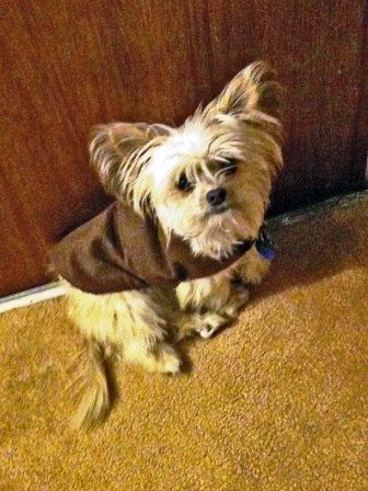 Warm and Cozy Doggy Jacket Made Simple and Cheap!