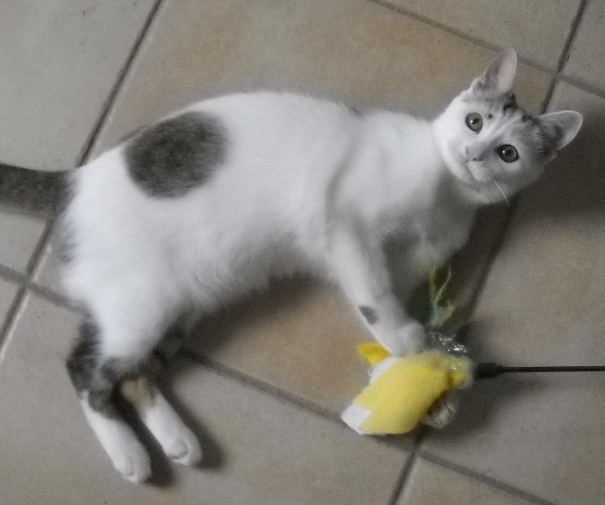 Feather Stick for Cats