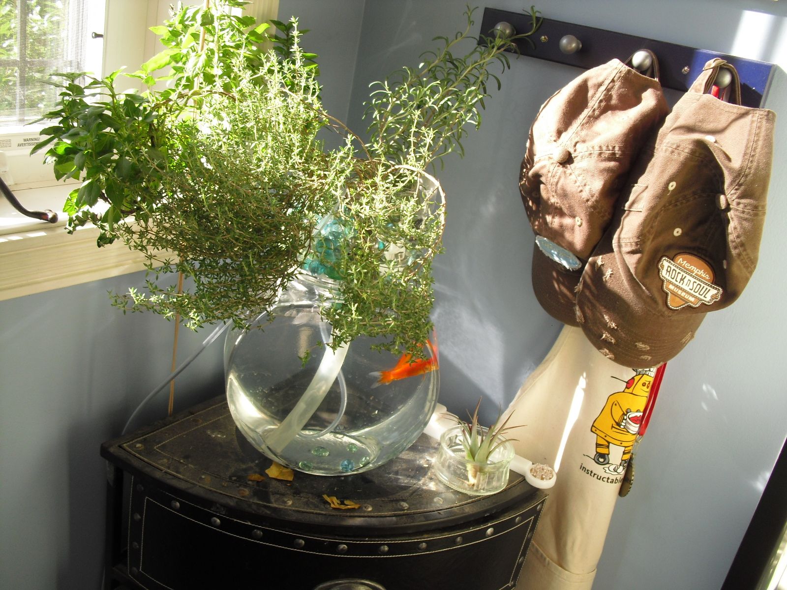 The Poor Mans Aquaponic System