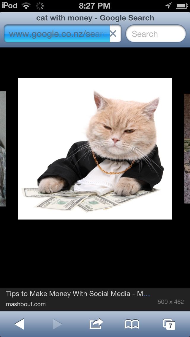 How to Make You Cat Famous!