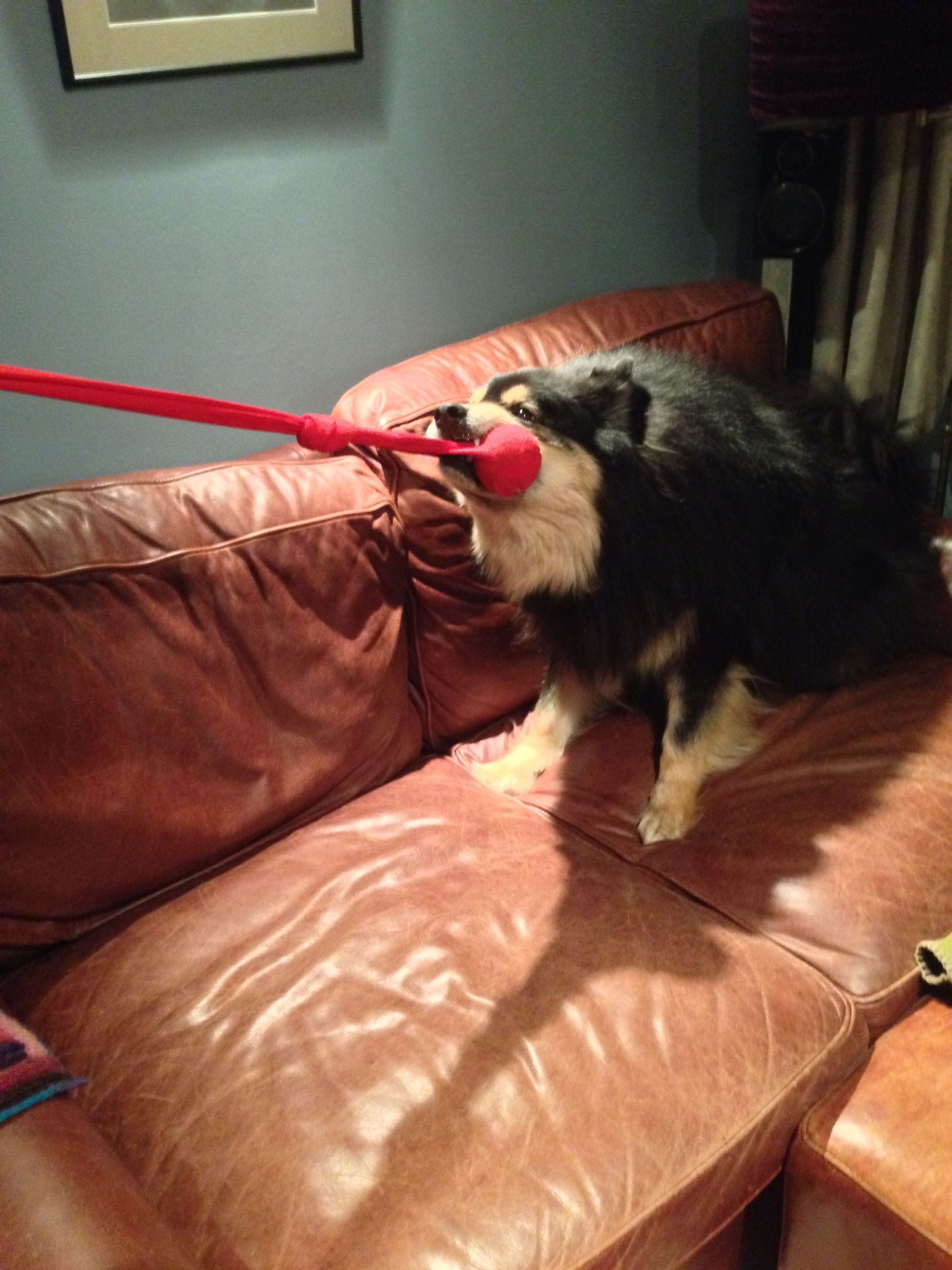 Simple Christmassy Dog Toy