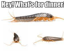 How to Get Rid of Silverfish