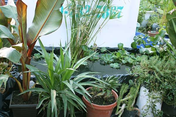 Build a 5 foot Garden Box