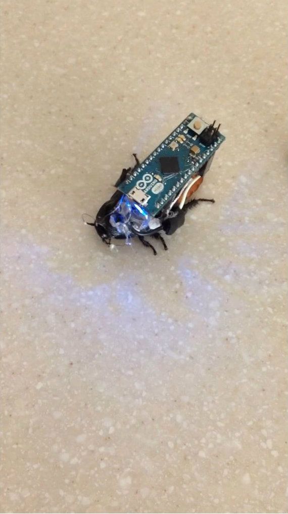 Control a Cockroach With Arduino for Under $30 : 6 Steps - Instructables