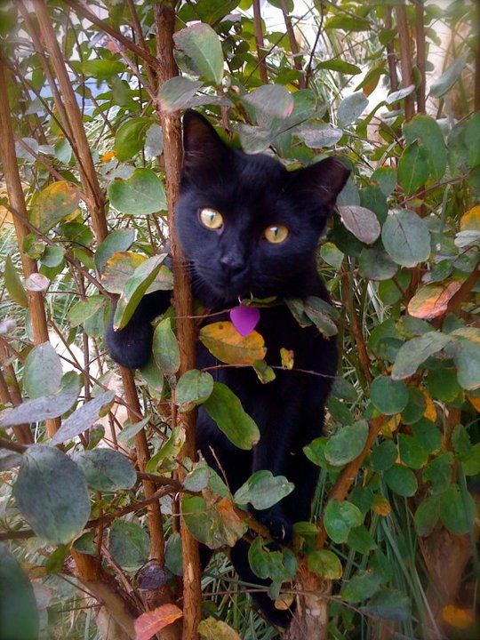 Tips for Taking a Fantastic Photo of Your Pet