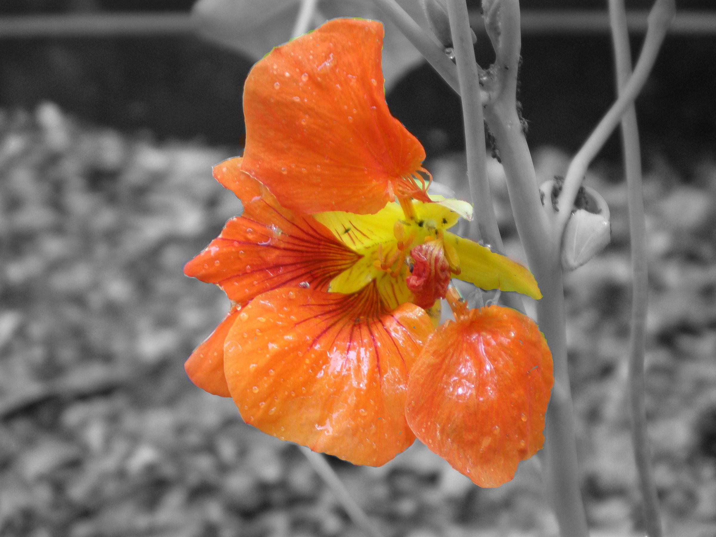 Colorize Black & White Photos in GIMP 6 Steps Instructables