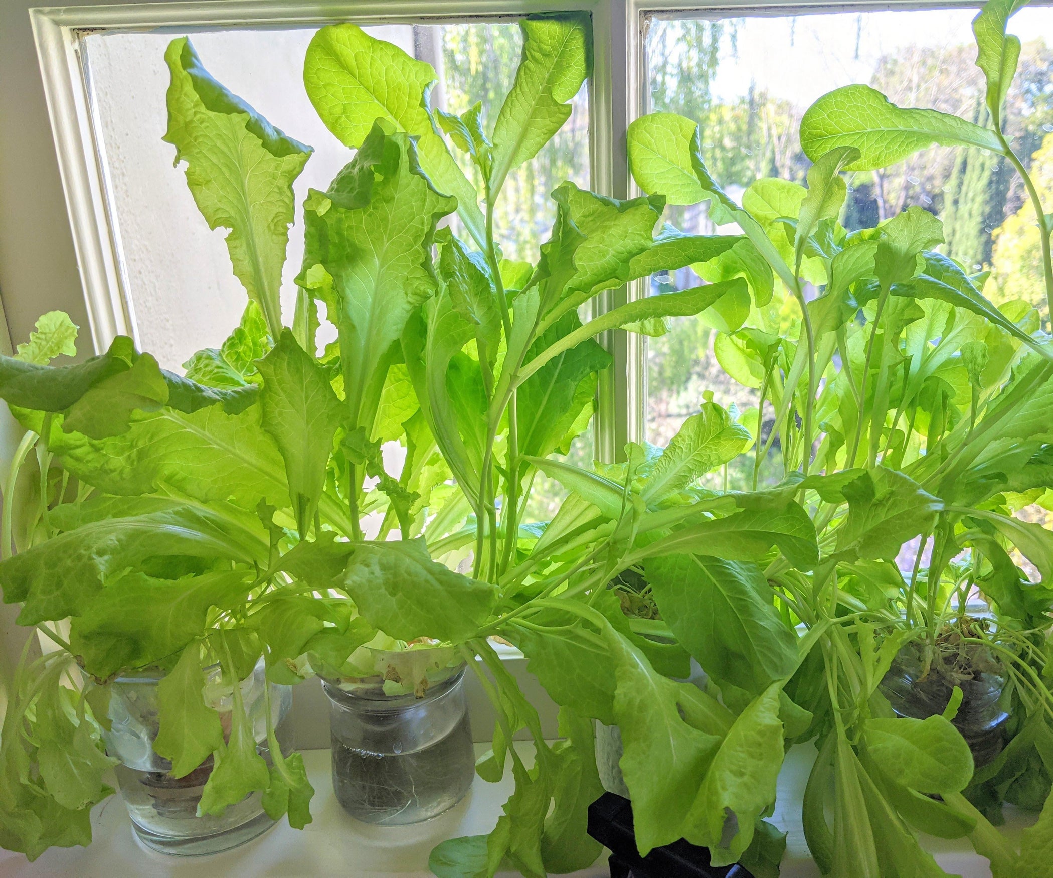 Save a Bottle, Grow Some (Hydroponic) Lettuce 6 Steps (with Pictures