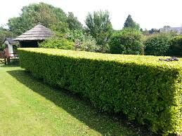 Finished Landscaping Projects Where We've Created the Perfect Privacy Hedges