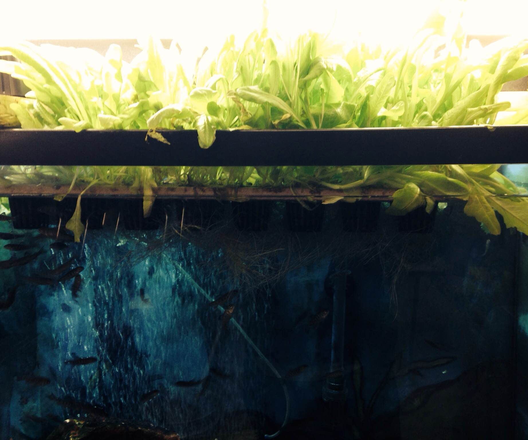 Aquaponics + Trout in the Classroom