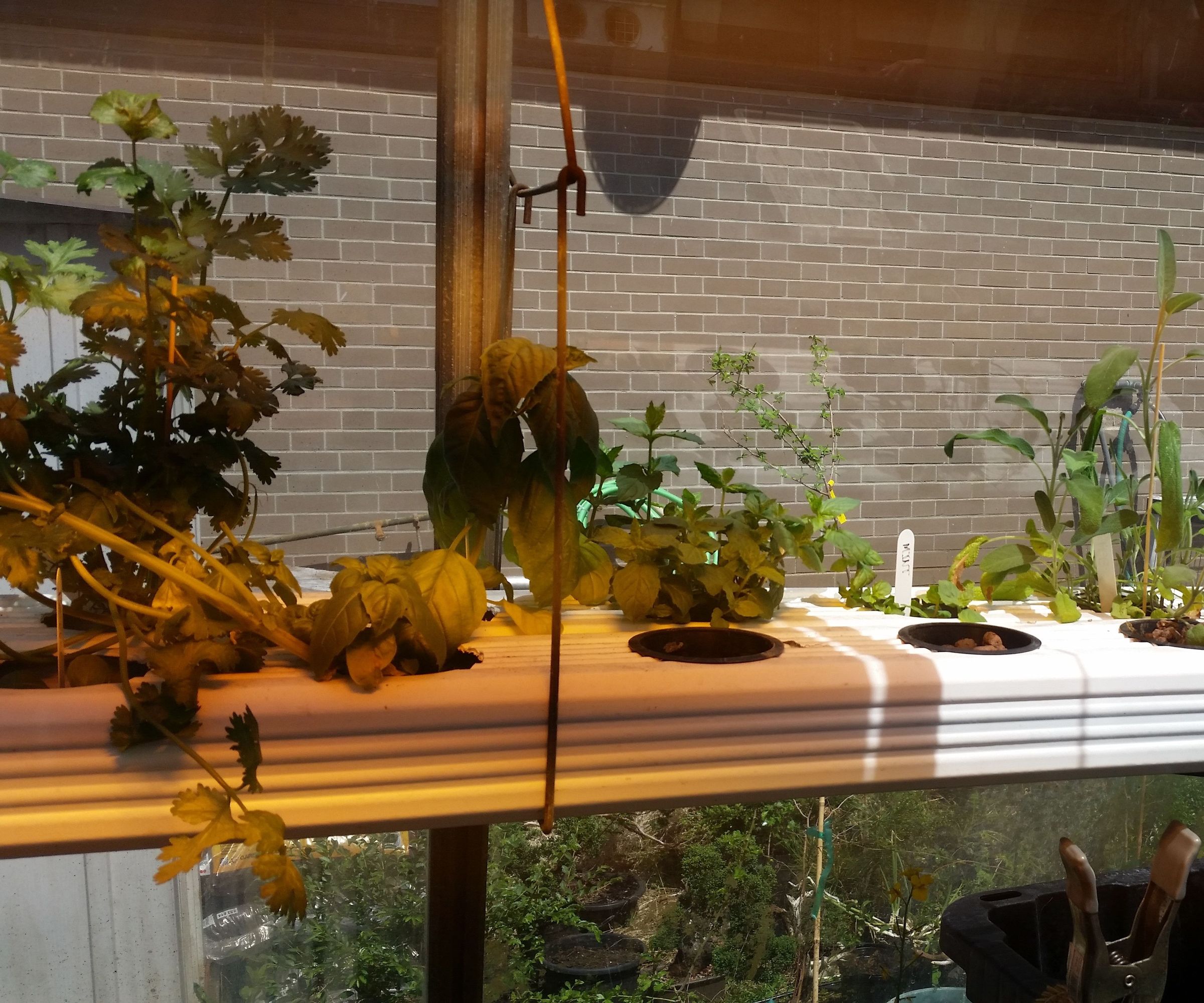 DIY Nutrient Film Technique (NFT) Hydroponic System!