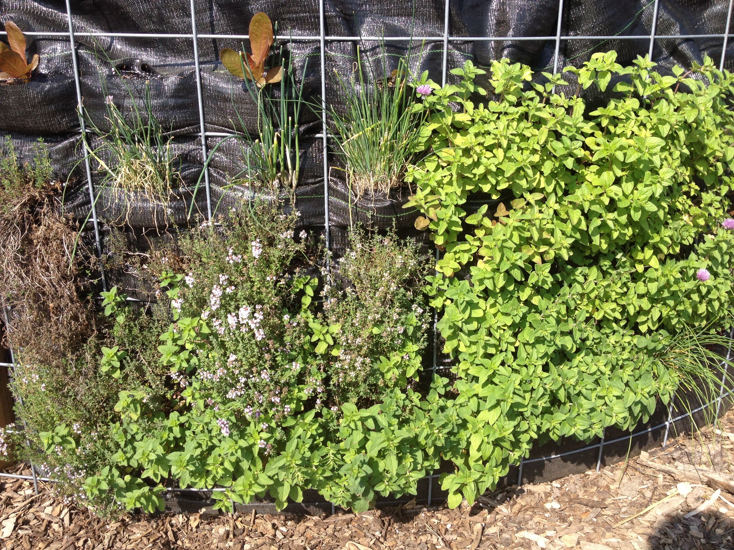 Make a Vegetable Mural, Frustrate Rabbits