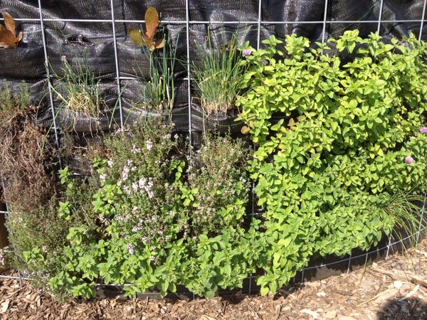 Make a Vegetable Mural, Frustrate Rabbits