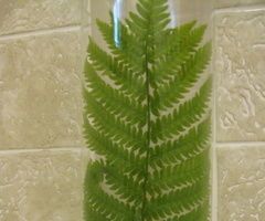 Hosta Leaf or Fern Frond Display