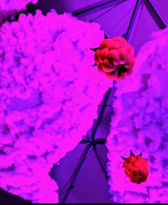 Making Giant Raspberries With Optimized Design for 3d Printing