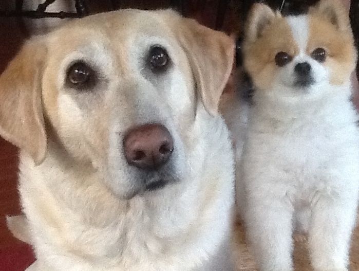 DustandDoghair