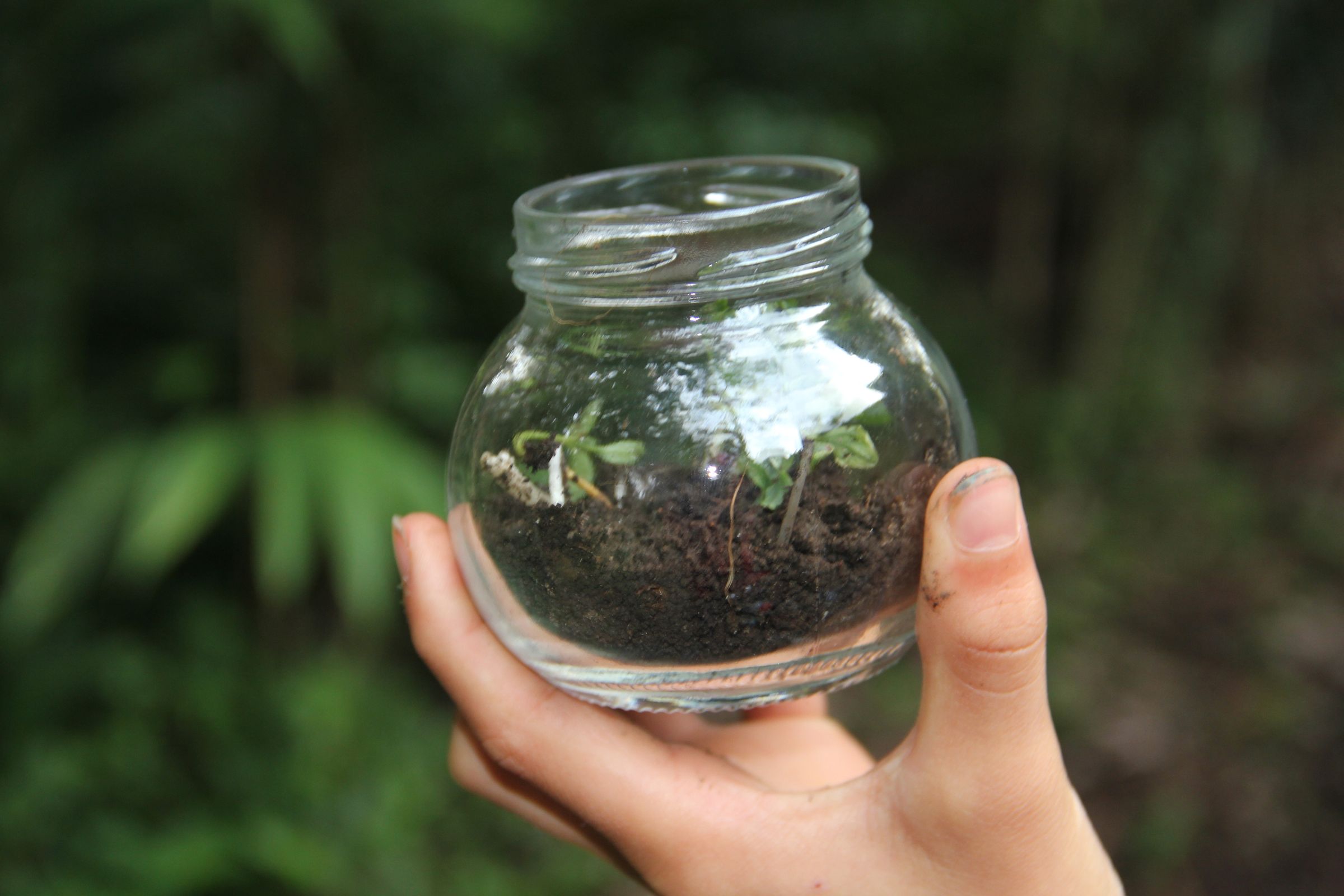 DeskTop Jam Jar Terrarium 4 Steps (with Pictures) Instructables
