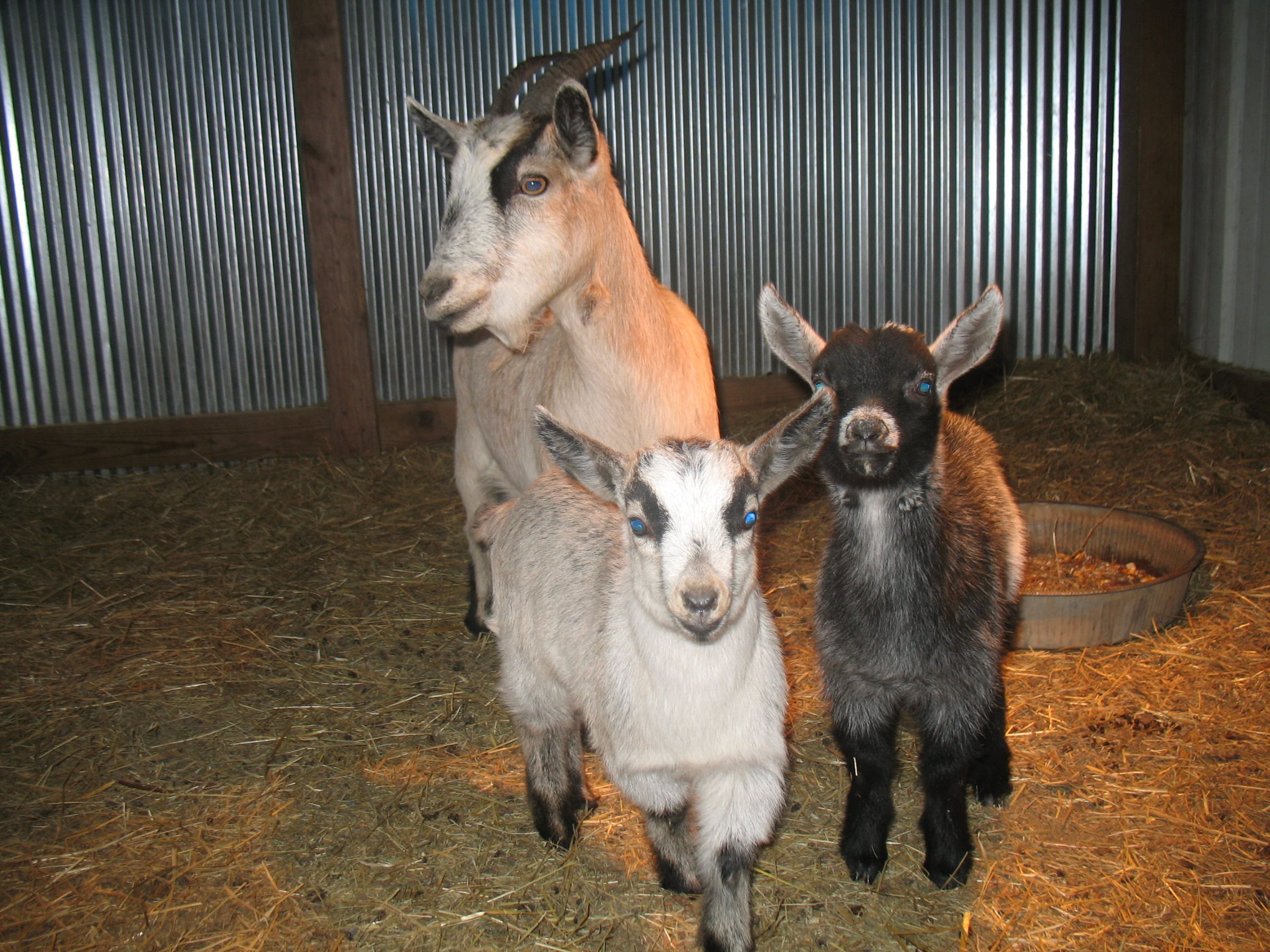 Baby Animal Formula