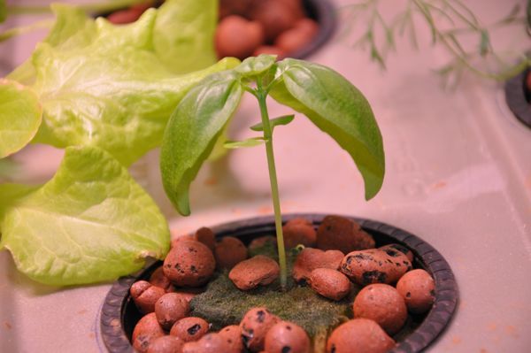 How to Build an Aeroponics System Using a Rubbermaid Tote