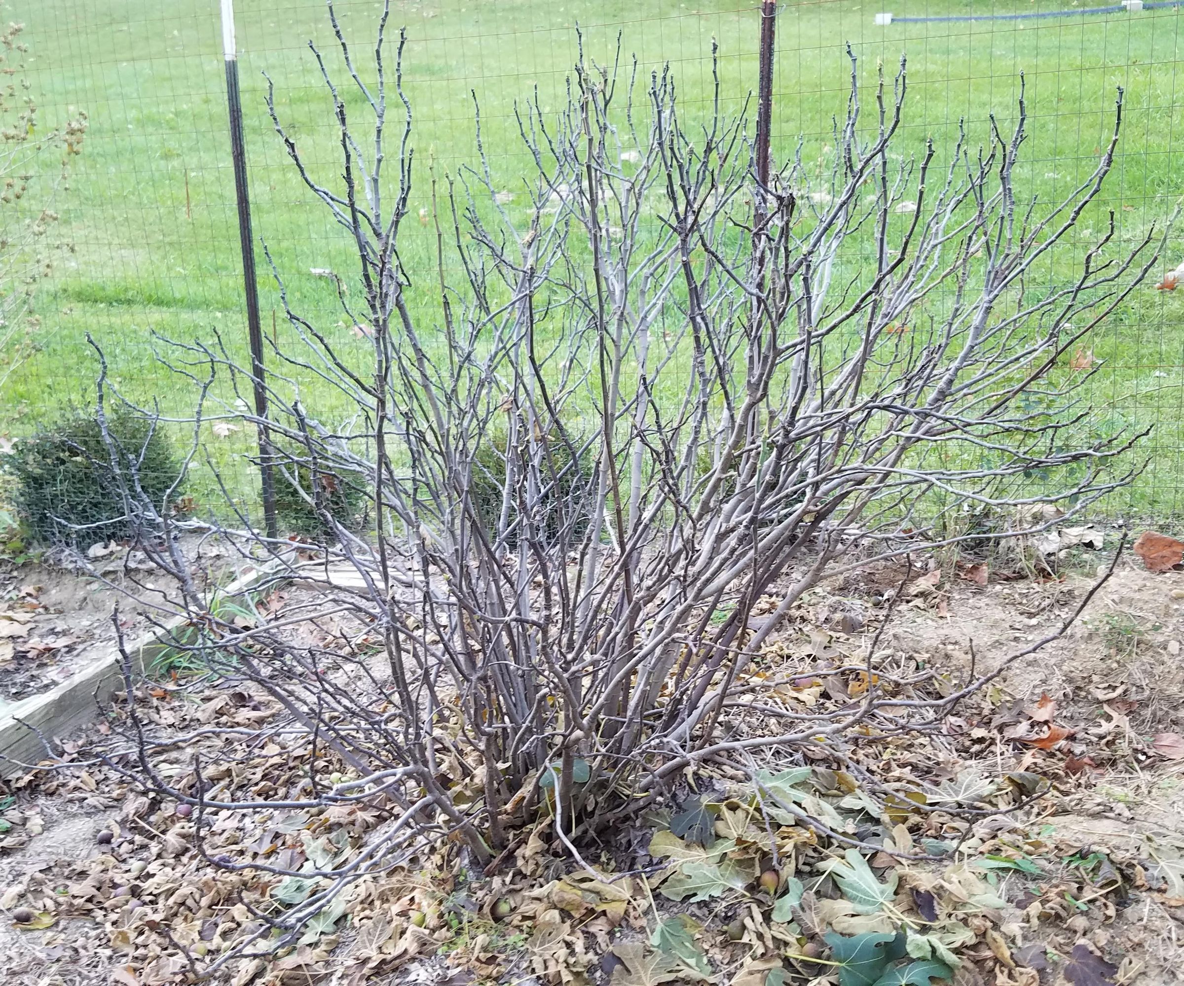 Bury a Fig Tree