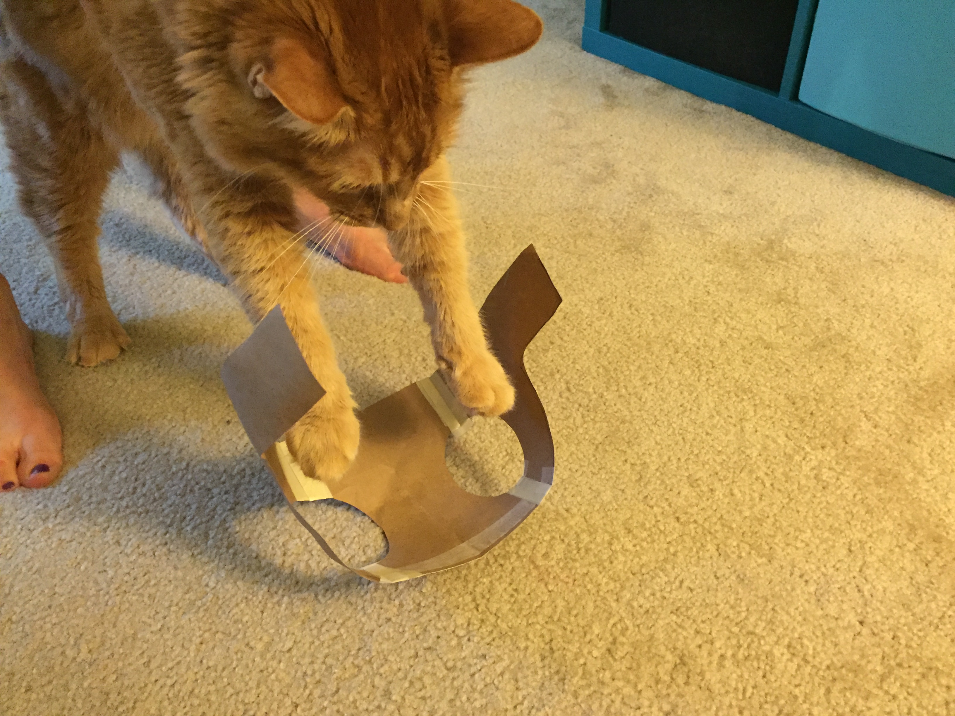 Make an LED Cat Harness : 19 Steps (with Pictures) - Instructables