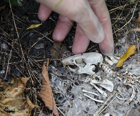 Rat Skull - Cleaning, Preserving and Display