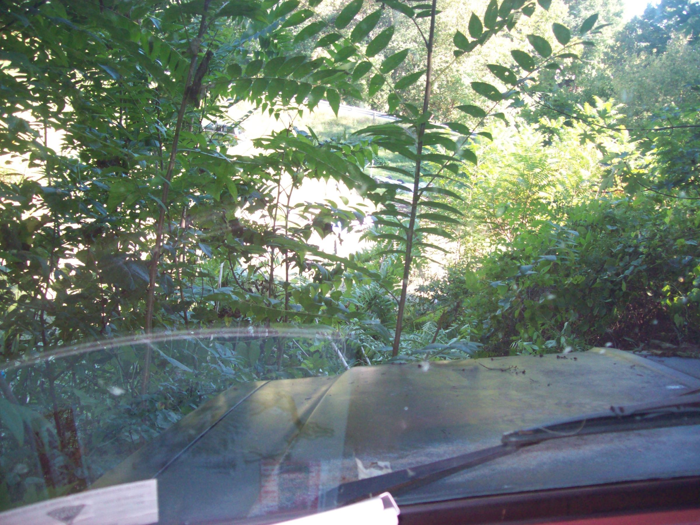 Redneck Weedeater Aftermath