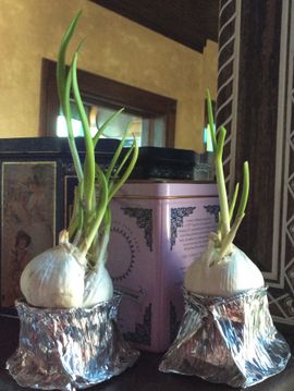 GARLIC SPROUTS : 3 Steps (with Pictures) - Instructables