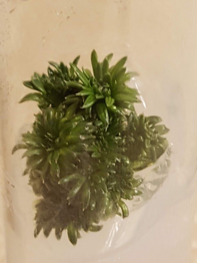 dragon leaf plant 4" Dracaena 'dragon' (asst.)  Copperline Plant Co