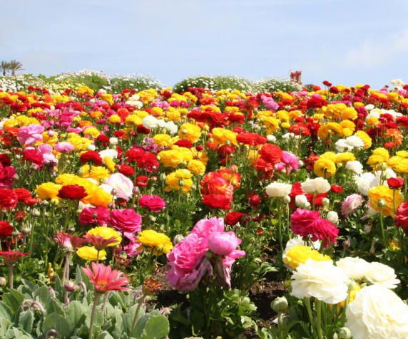 Rainbow Flower Seed Paper