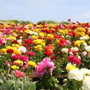 Rainbow Flower Seed Paper