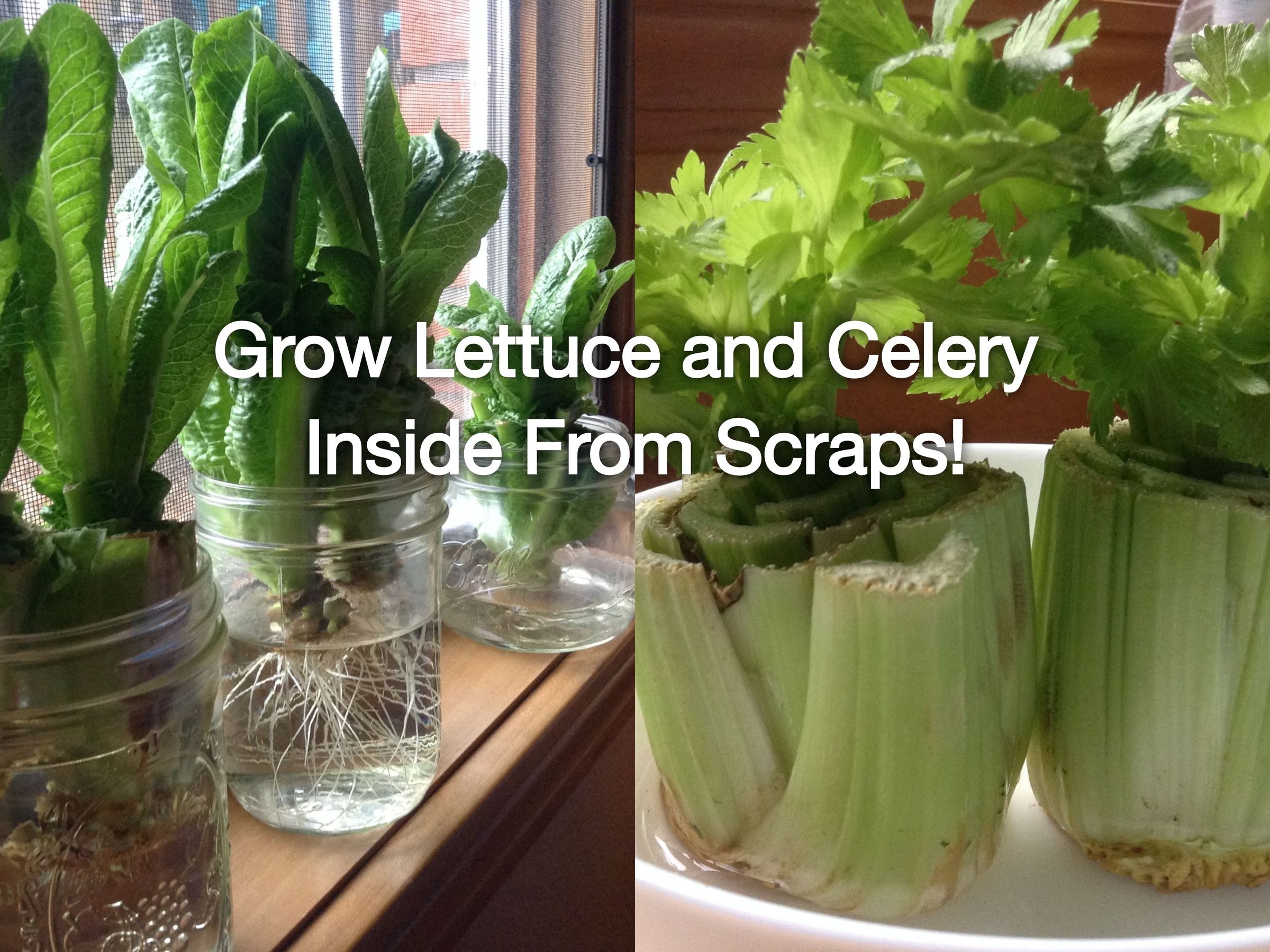 Regrow Lettuce and Celery Scraps Indoors (Super Easy!) 7 Steps (with Pictures) Instructables