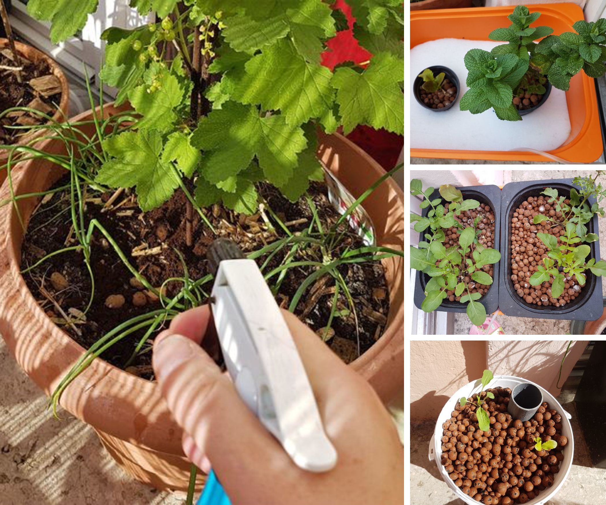 My Organic & Hydroponic Urban Garden 