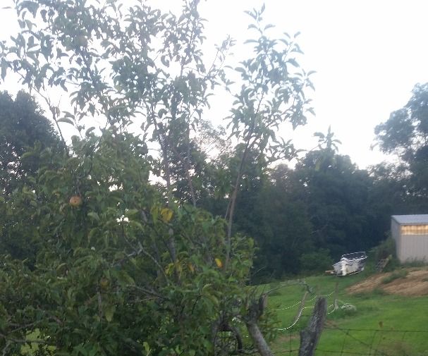 Correcting a Leaning Apple Tree