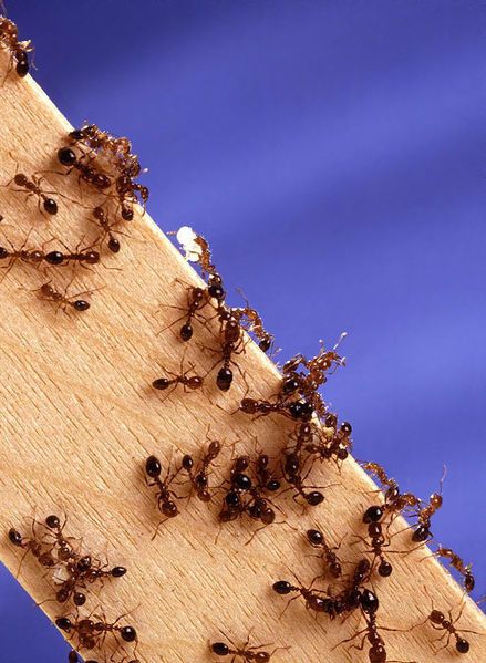 Clear a Trail of Ants in Seconds...