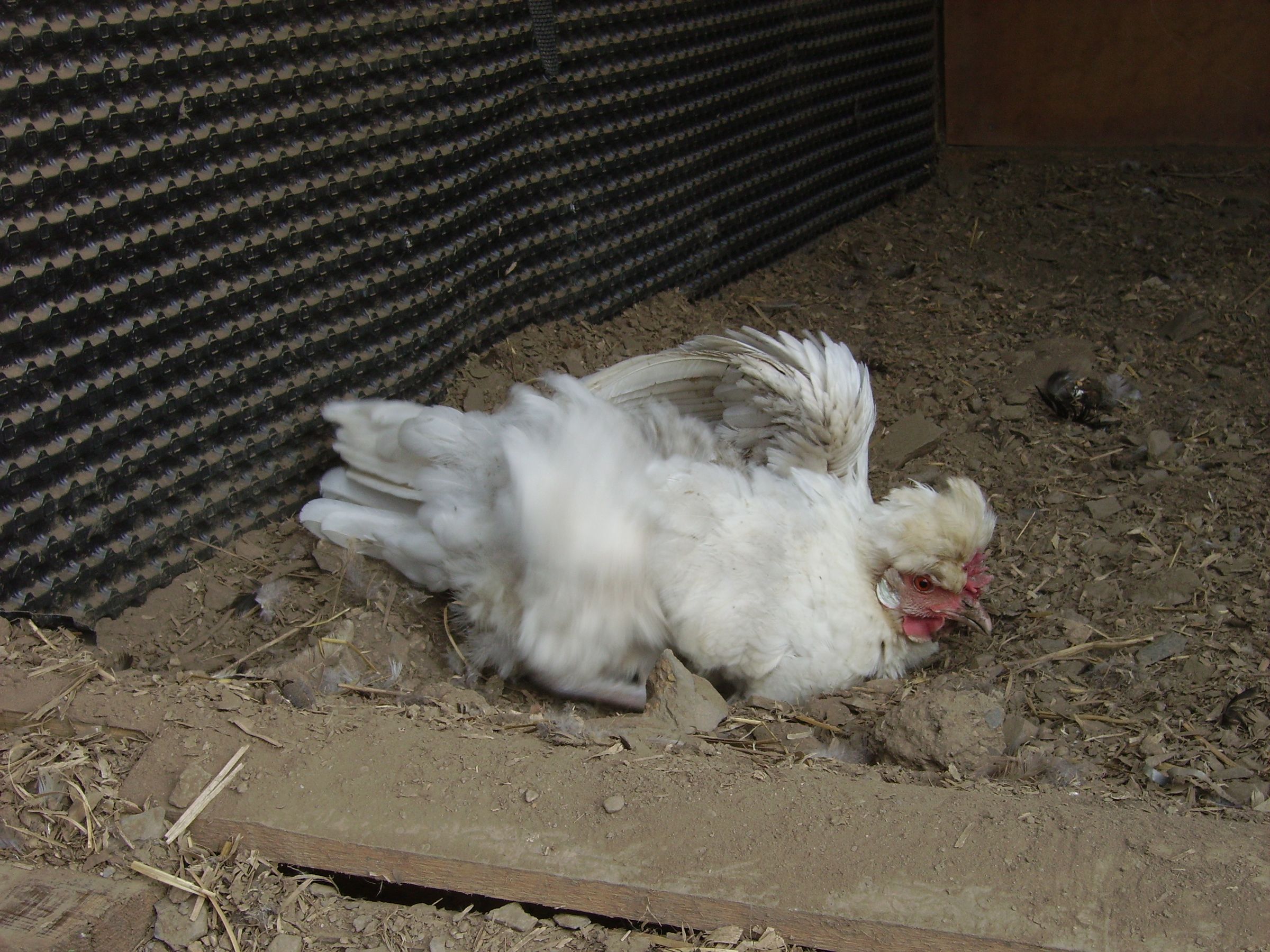 Hatching Chicken Eggs Naturally : 12 Steps (with Pictures) - Instructables