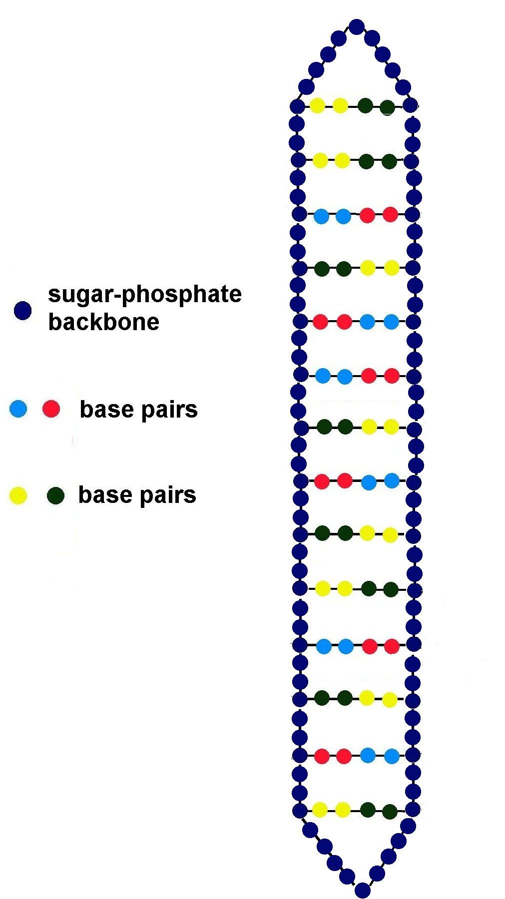The Double Helix -Glass Bead DNA Model V2.0 : 6 Steps (with Pictures ...