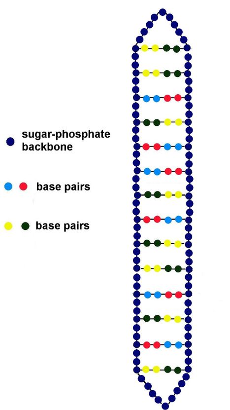 Dna Model Using Beads The Double Helix -Glass Bead DNA Model V2.0 : 6 Steps (with Pictures ...