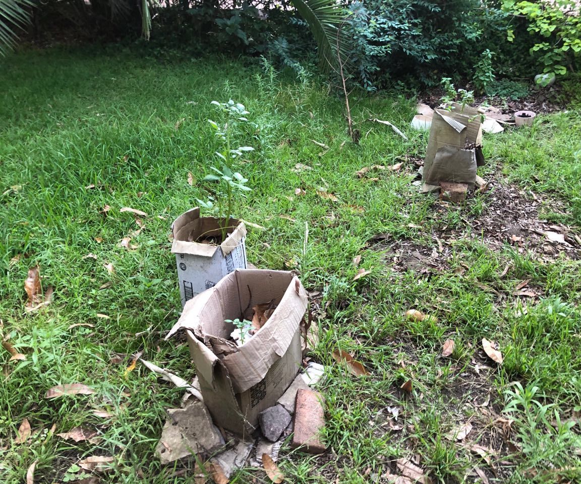 Cardboard Box Potato Grower 9 Steps (with Pictures) Instructables